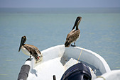 Two Brown Pelicans (Pelecanus occidentalis) perched on a boat, Holbox island, Quintana Roo, Yucat�n Peninsula, Mexico,